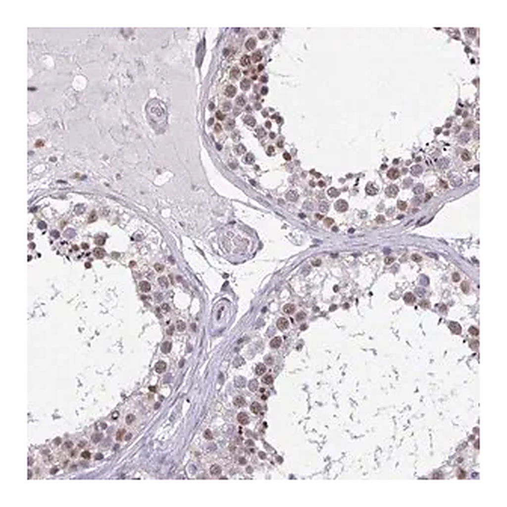 Merck Anti-DDX39B antibody produced in rabbit