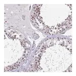 Merck Anti-DDX39B antibody produced in rabbit