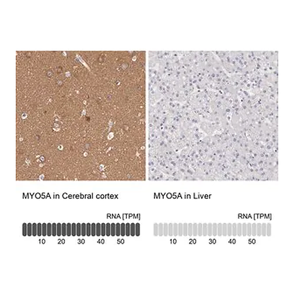 Merck Anti-MYO5A antibody produced in rabbit
