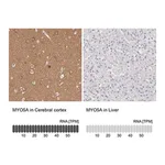 Merck Anti-MYO5A antibody produced in rabbit