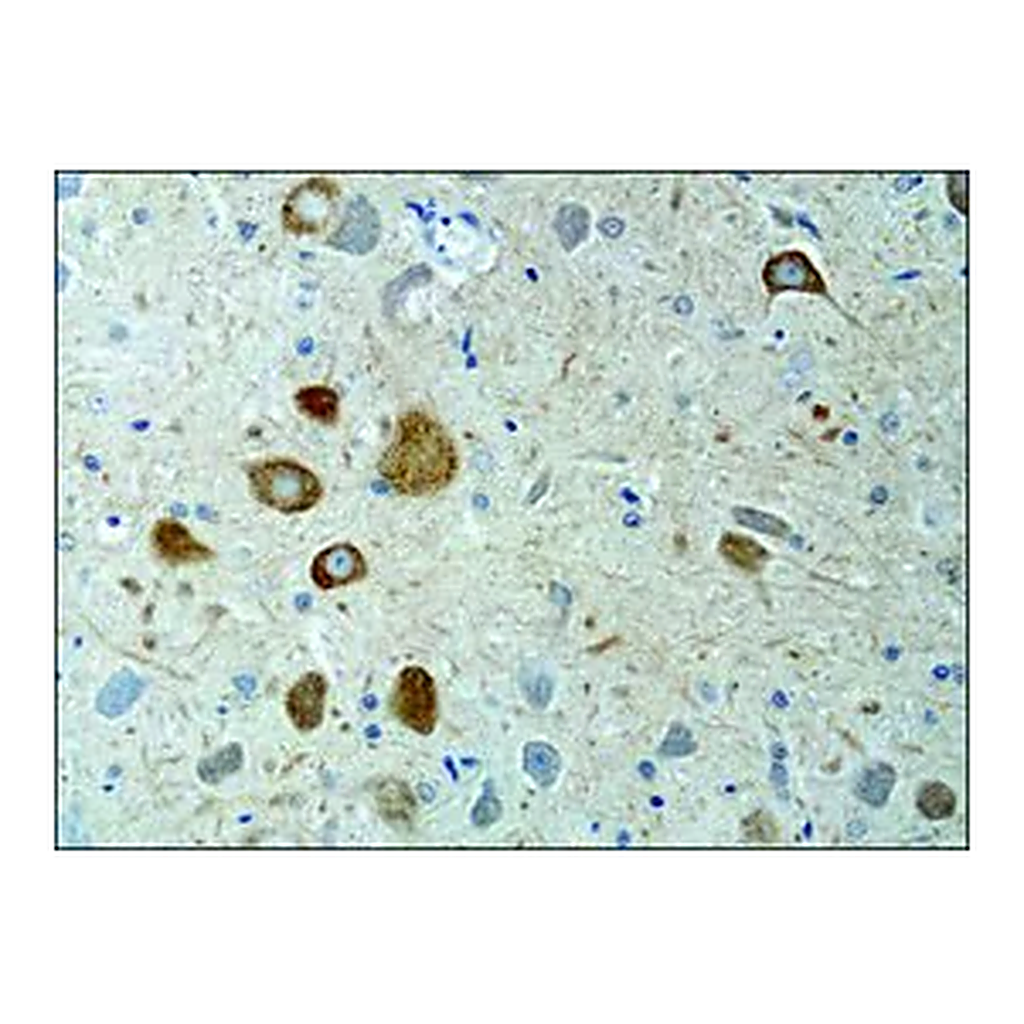 Merck Anti-KIF3A antibody produced in rabbit