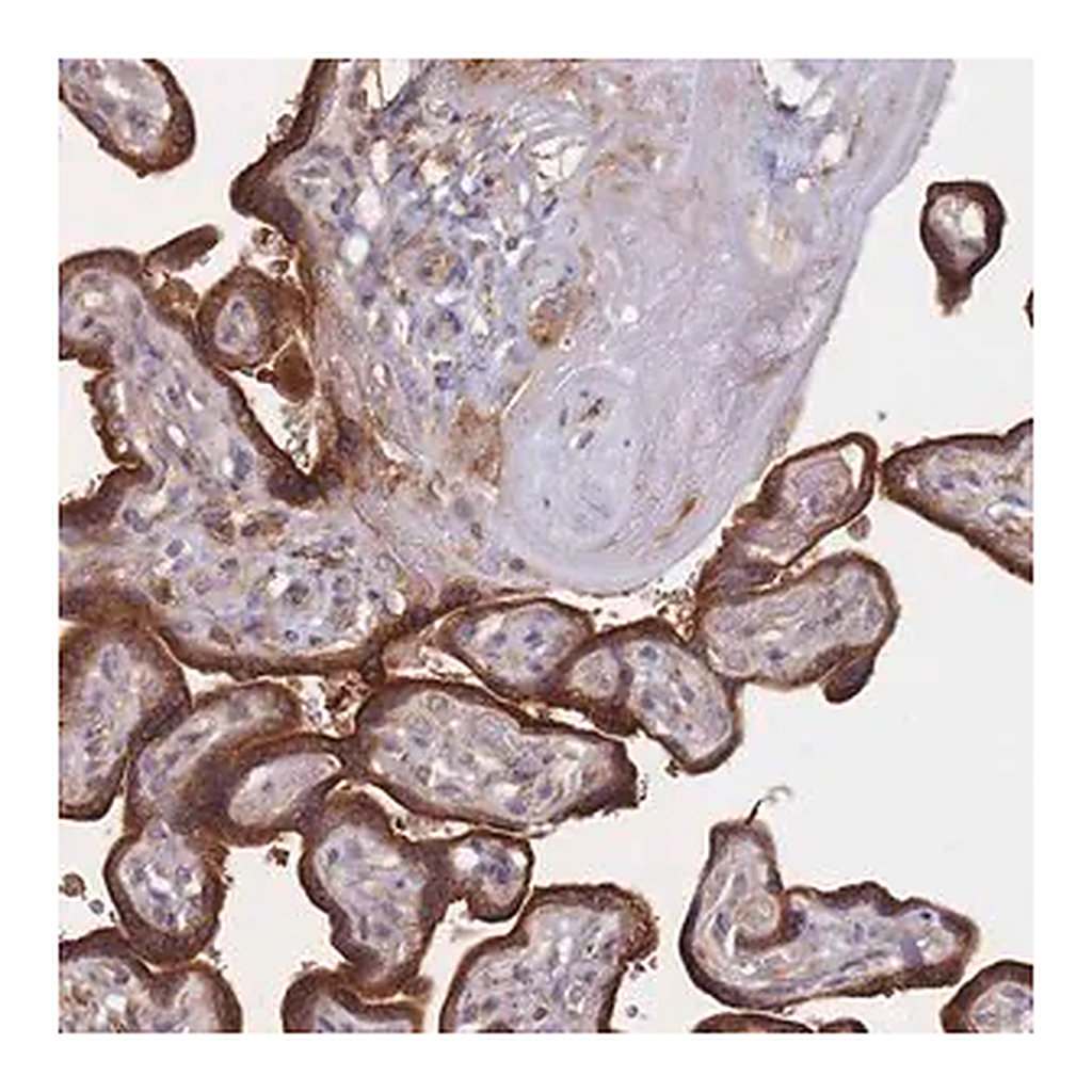 Merck Anti-KDSR antibody produced in rabbit