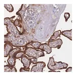 Merck Anti-KDSR antibody produced in rabbit