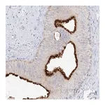 Merck Anti-SLC5A6 antibody produced in rabbit