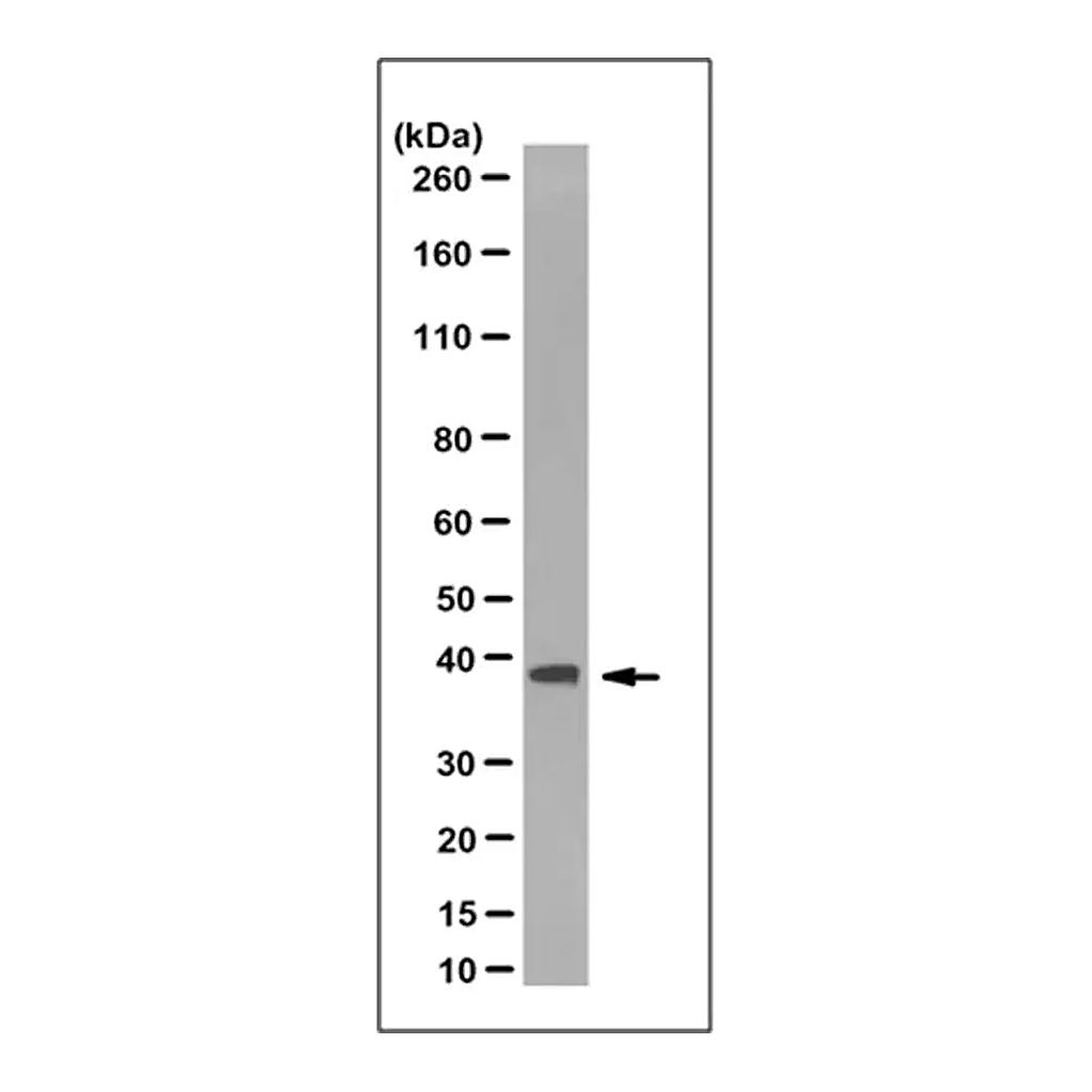 Merck Anti-Rad51 Antibody, clone 3C10