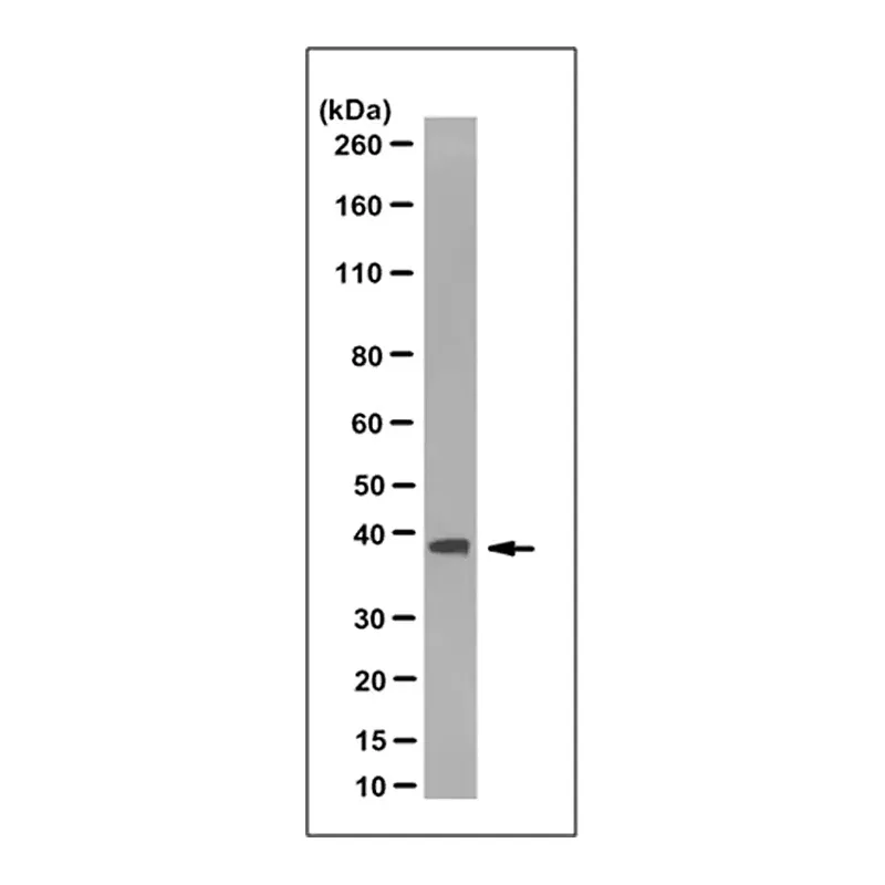Merck Anti-Rad51 Antibody, clone 3C10