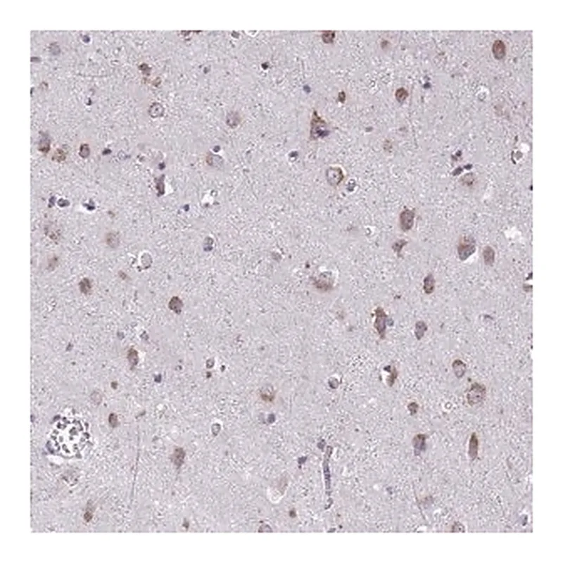 Merck Anti-TMEM106B antibody produced in rabbit