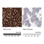 Merck Anti-MBL2 antibody produced in rabbit