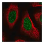 Merck Anti-PPIE antibody produced in rabbit