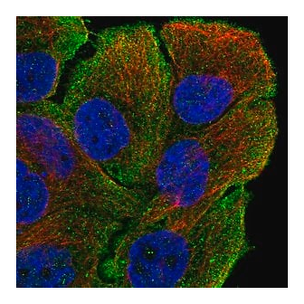 Merck Anti-MYO5B antibody produced in rabbit