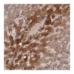 Merck Anti-CP antibody produced in rabbit