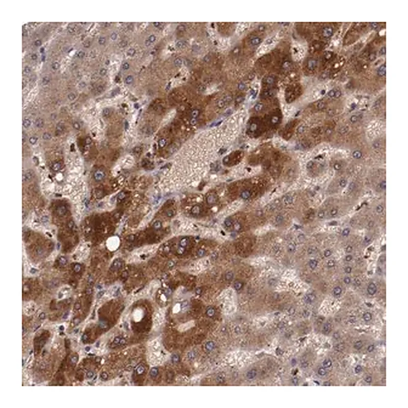 Merck Anti-CP antibody produced in rabbit
