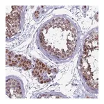 Merck Anti-MFSD12 antibody produced in rabbit