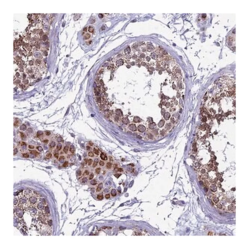 Merck Anti-MFSD12 antibody produced in rabbit