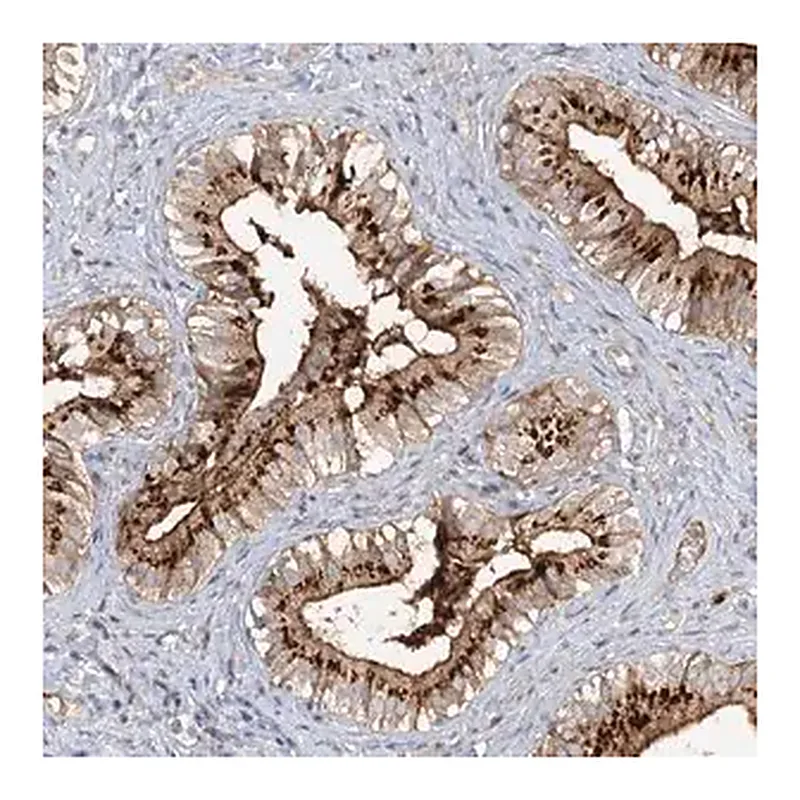 Merck Anti-FGF19 antibody produced in rabbit