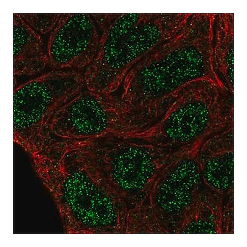 Merck Anti-ELF5 antibody produced in rabbit
