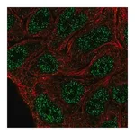 Merck Anti-ELF5 antibody produced in rabbit
