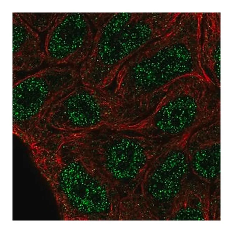 Merck Anti-ELF5 antibody produced in rabbit
