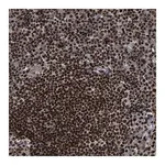 Merck Anti-RFX5 antibody produced in rabbit