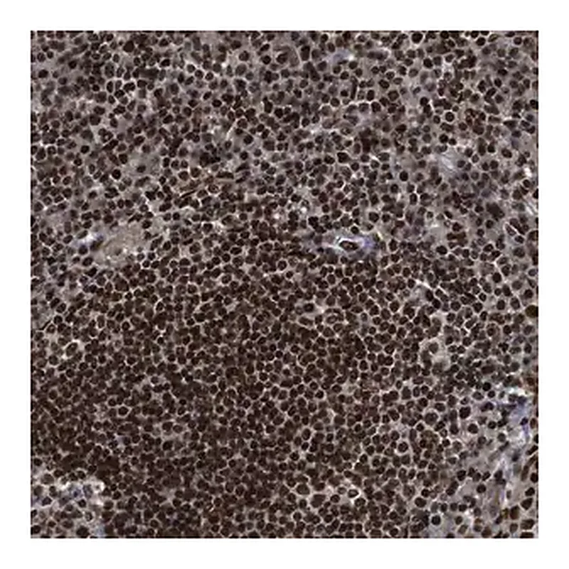 Merck Anti-RFX5 antibody produced in rabbit