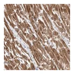 Merck Anti-PDK1 antibody produced in rabbit