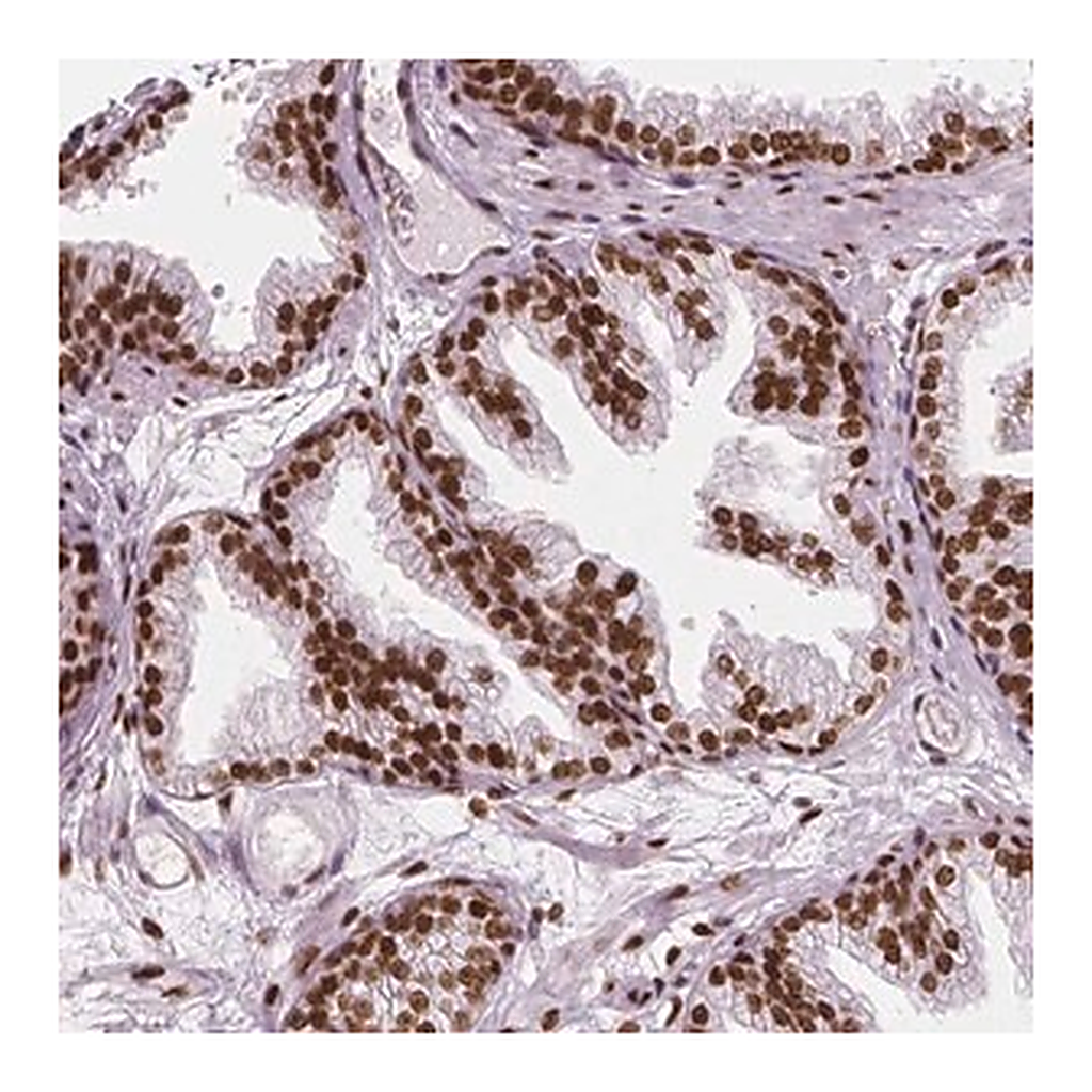 Merck Anti-NUCKS1 antibody produced in rabbit