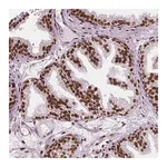Merck Anti-NUCKS1 antibody produced in rabbit