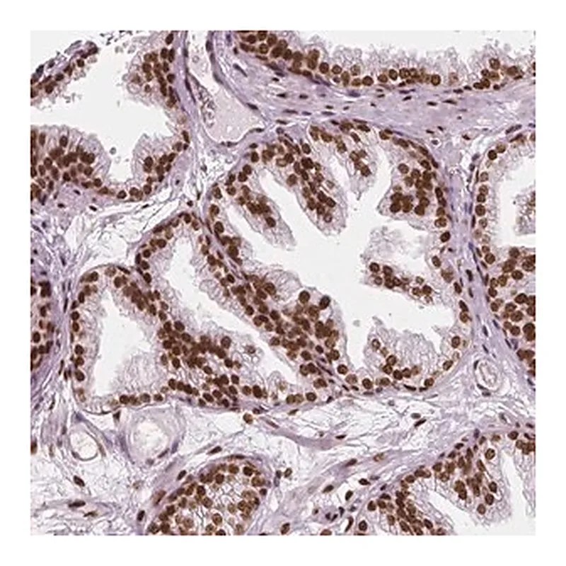 Merck Anti-NUCKS1 antibody produced in rabbit