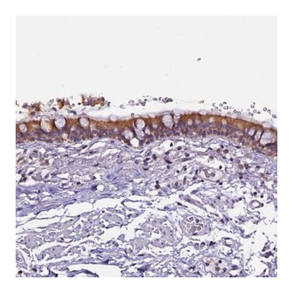 Merck Anti-CEP170 antibody produced in rabbit