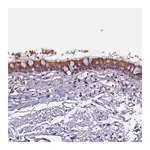 Merck Anti-CEP170 antibody produced in rabbit