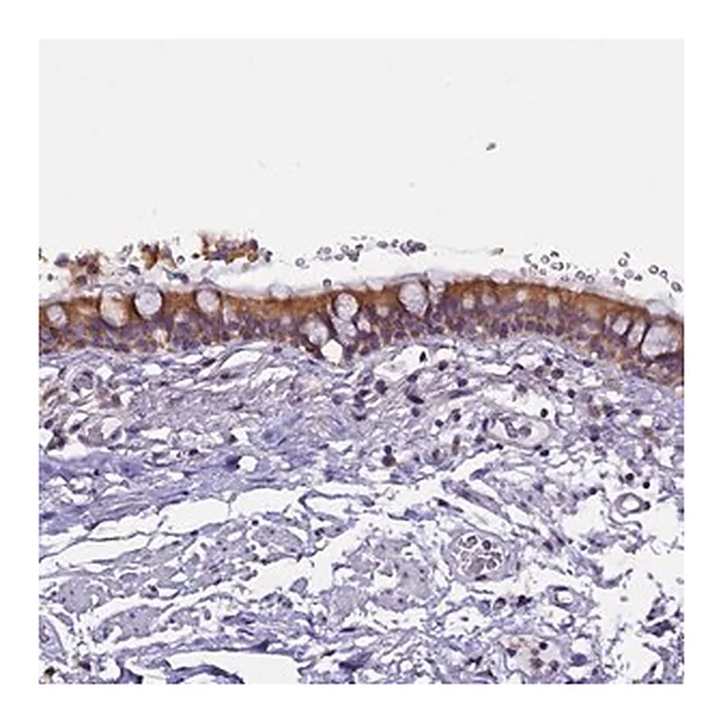 Merck Anti-CEP170 antibody produced in rabbit