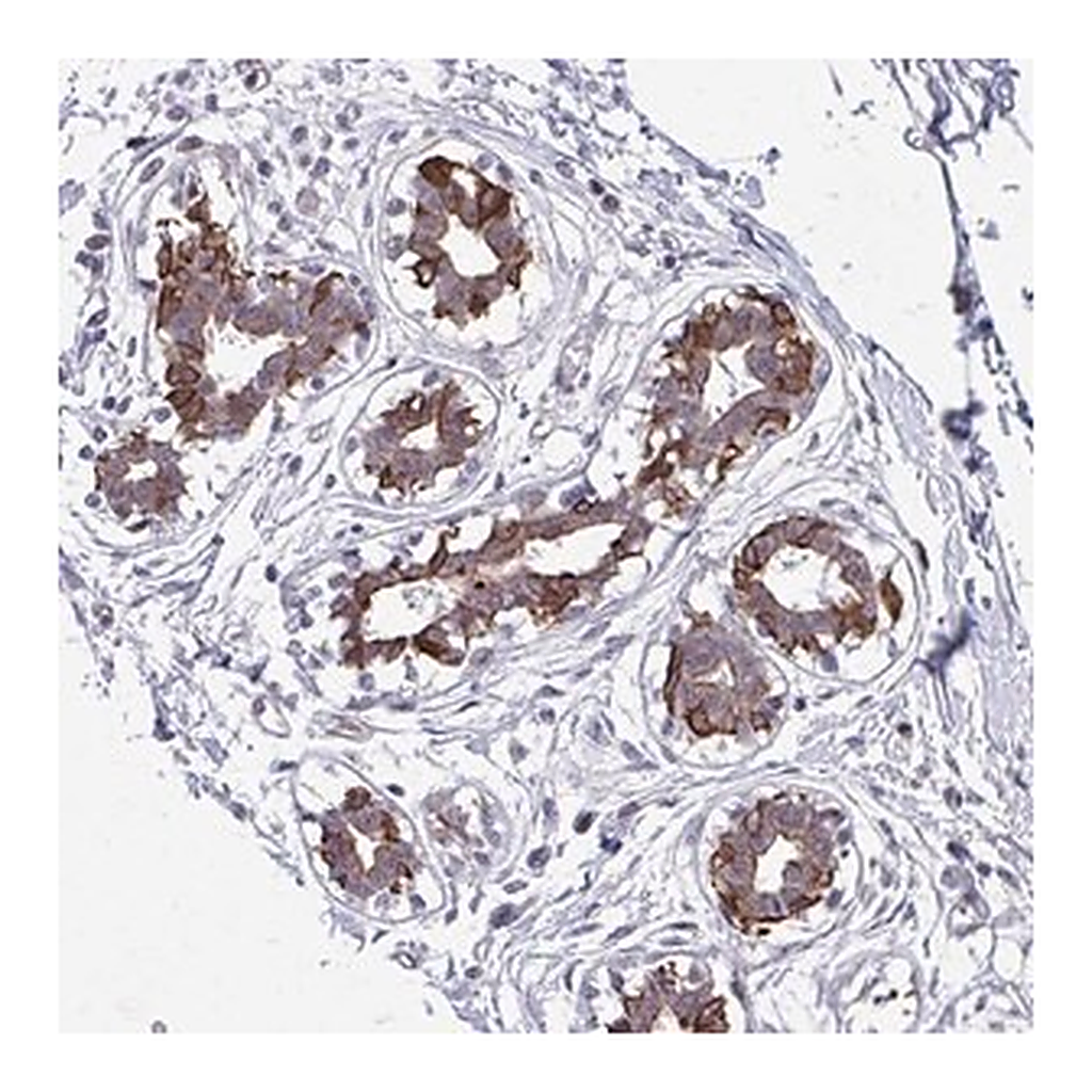 Merck Anti-ANKRD30B antibody produced in rabbit