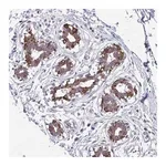 Merck Anti-ANKRD30B antibody produced in rabbit