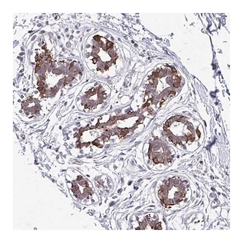 Merck Anti-ANKRD30B antibody produced in rabbit