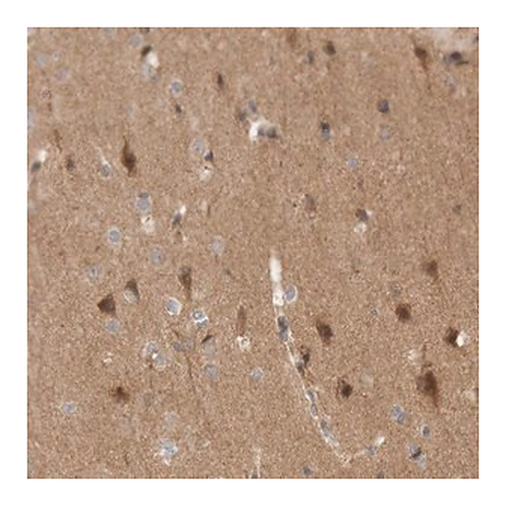 Merck Anti-KIF21B antibody produced in rabbit