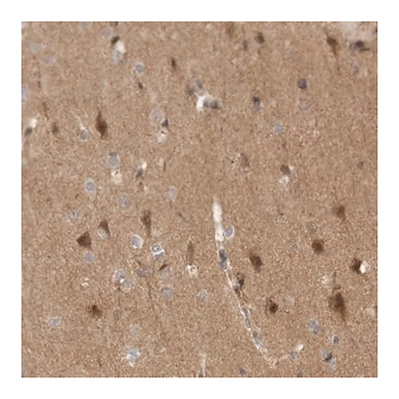 Merck Anti-KIF21B antibody produced in rabbit