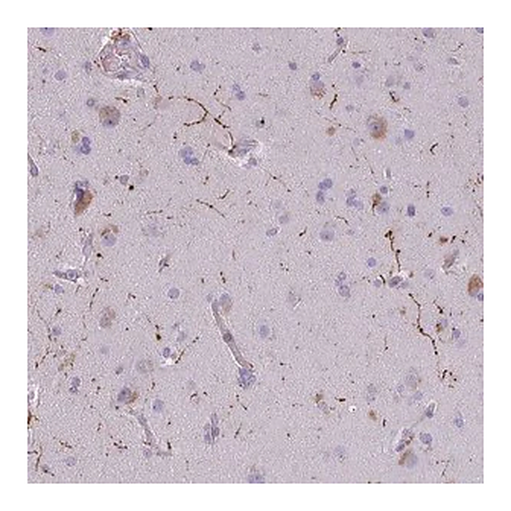 Merck Anti-NPY antibody produced in rabbit