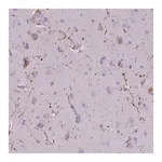 Merck Anti-NPY antibody produced in rabbit