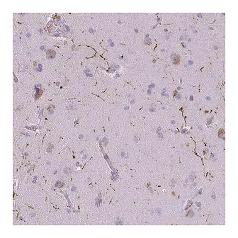 Merck Anti-NPY antibody produced in rabbit