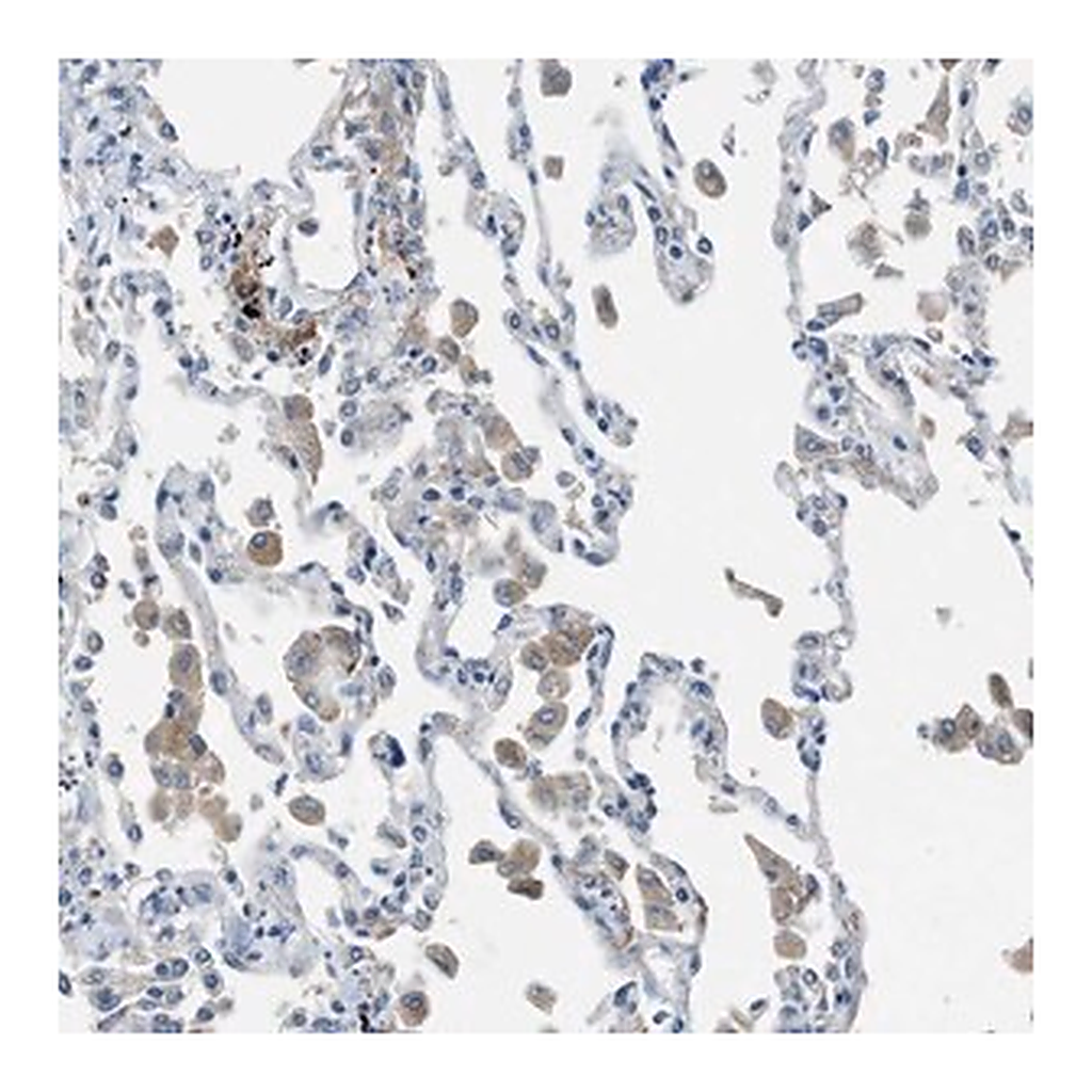 Merck Anti-HEG1 antibody produced in rabbit