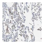 Merck Anti-HEG1 antibody produced in rabbit