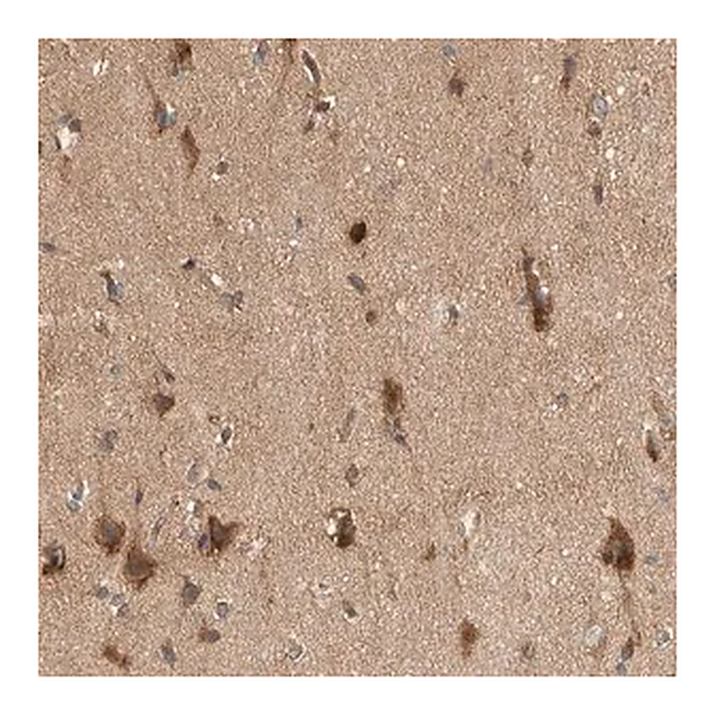 Merck Anti-PXK antibody produced in rabbit