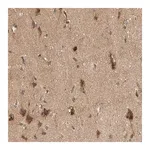 Merck Anti-PXK antibody produced in rabbit