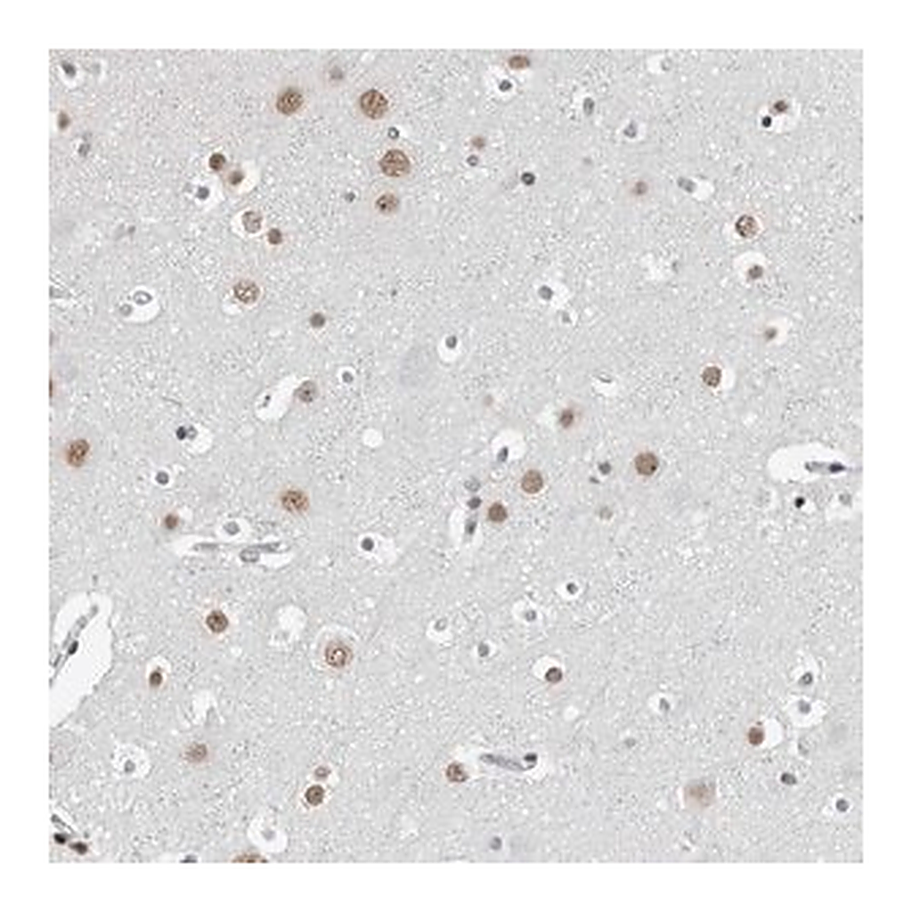 Merck Anti-ORC1 antibody produced in rabbit