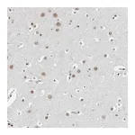 Merck Anti-ORC1 antibody produced in rabbit