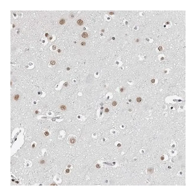 Merck Anti-ORC1 antibody produced in rabbit