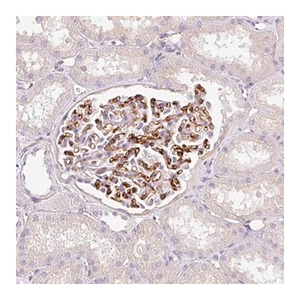 Merck Anti-EHD3 antibody produced in rabbit