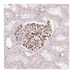 Merck Anti-EHD3 antibody produced in rabbit