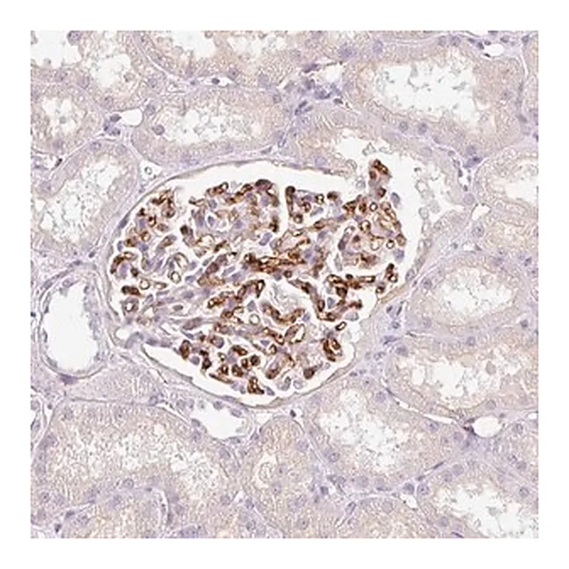 Merck Anti-EHD3 antibody produced in rabbit