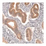 Merck Anti-DICER1 antibody produced in rabbit